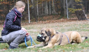 Hundetrainerin Lisa Scheele trainiert intensiv mit den tierischen Schützlingen.