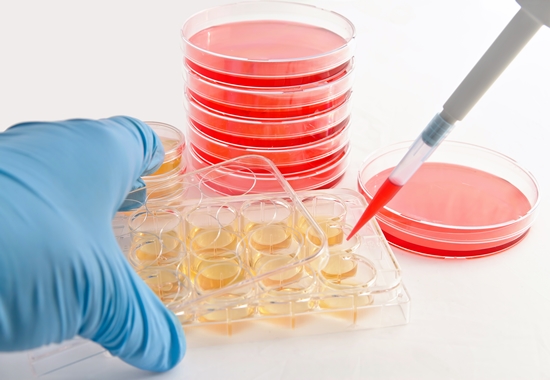 In In-vitro-Verfahren züchten Forscher menschliche Zellen.