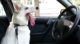 Hechelnder Hund im Auto
