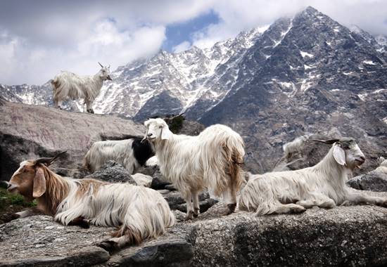 Kaschmirziegen im Himalaja