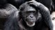 Schimpanse fasst sich an den Kopf