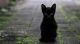 Schwarzes Kätzchen sitzt auf dem Gehweg