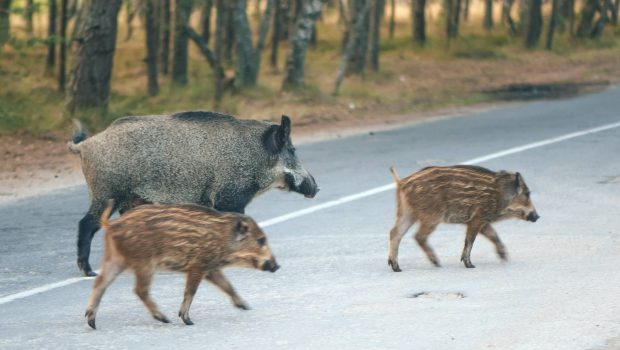 Wildschweine überqueren Strasse
