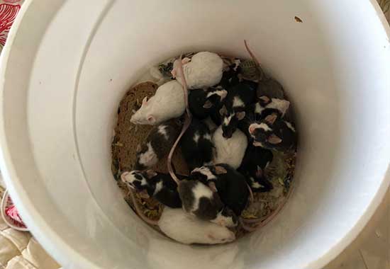 Eine Gruppe weißer und schwarz-weißer Mäuse auf dem Boden eines weißen Eimers.