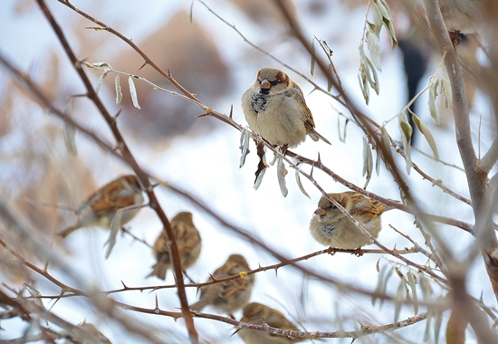 Mit der richtigen Fütterung können wir Menschen Wildvögel helfen, die kalte Jahreszeit besser zu überstehen.