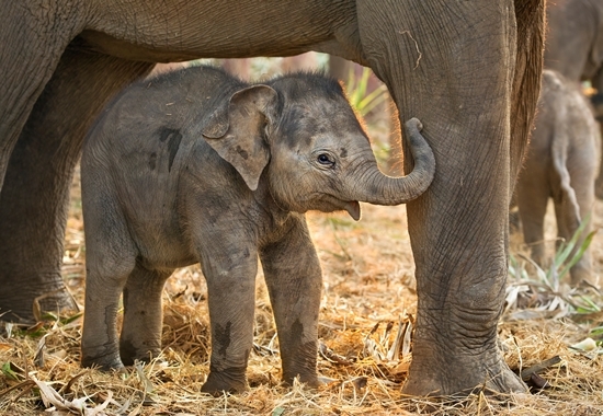 Bei Elefanten sehen Zoos oft keine Möglichkeit, die männlichen Nachkommen dauerhaft unterzubringen. Denn in der Natur müssen alle Bullen ab einem gewissen Alter die Herde verlassen. 