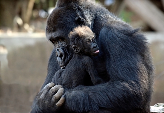 Gorillas gelten als vom Aussterben bedroht. Trotzdem gibt es Zoos, die die männlichen Nachkommen kastrieren, weil es sonst zu Konflikten in der Gruppe kommt und die Auswilderung schwierig ist.