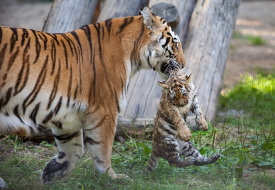 Weil ihr Vater kein reinrassiger sibirischer Tiger war, wurden im Magdeburger Zoo 2008 drei sibirische Tigerbabys nach ihrer Geburt eingeschläfert. Das Amtsgericht Magdeburg sah dies als Straftat an.