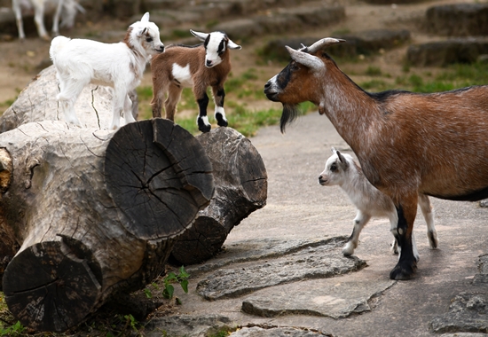 Zahlreiche Zoos verfüttern etwa Ziegen und Schafe aus dem eigenen Streichelzoo, wenn diese keine niedlichen Tierbabys mehr sind und der Platz für sie zu knapp ist. 