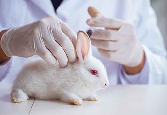 Ein weißes Kaninchen sitzt auf einem weißen Tisch. Eine Person im Laborkittel hält es mit Schutzhandschuhen am Nacken fest.