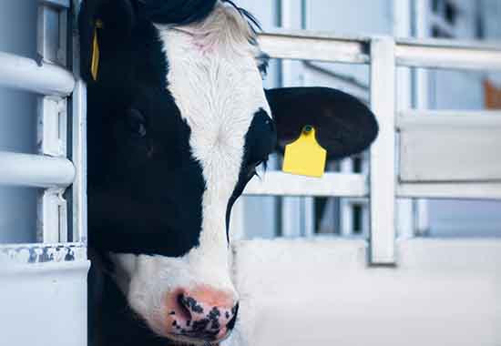 Eine Kuh schaut aus einem Tiertransporter. Zu sehen ist nur der schwarz-weiße Kopf des Tieres, das eine gefleckte Nase hat und Ohrmarken trägt.